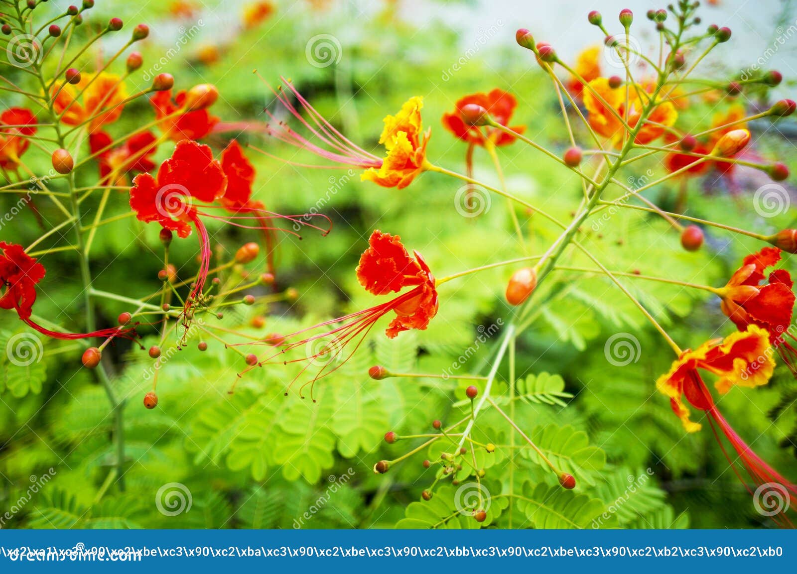 Exotic Red Flower Background Stock Image Image of garden, flower
