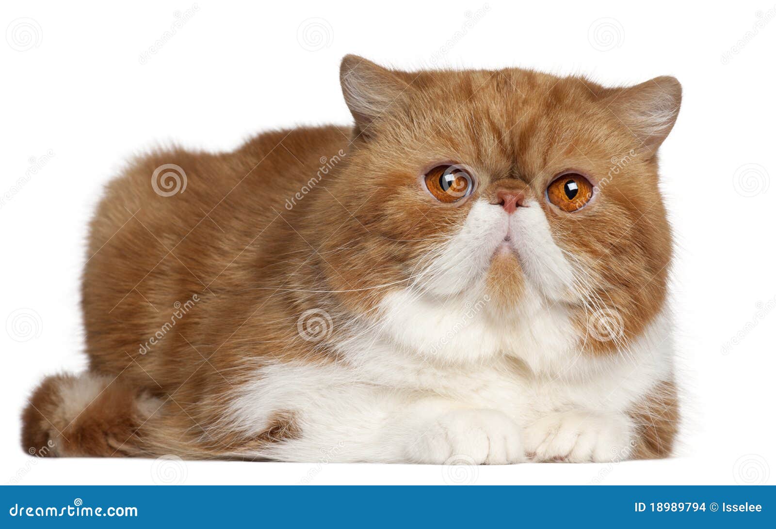 exotic shorthair cat, 2 and a half years old