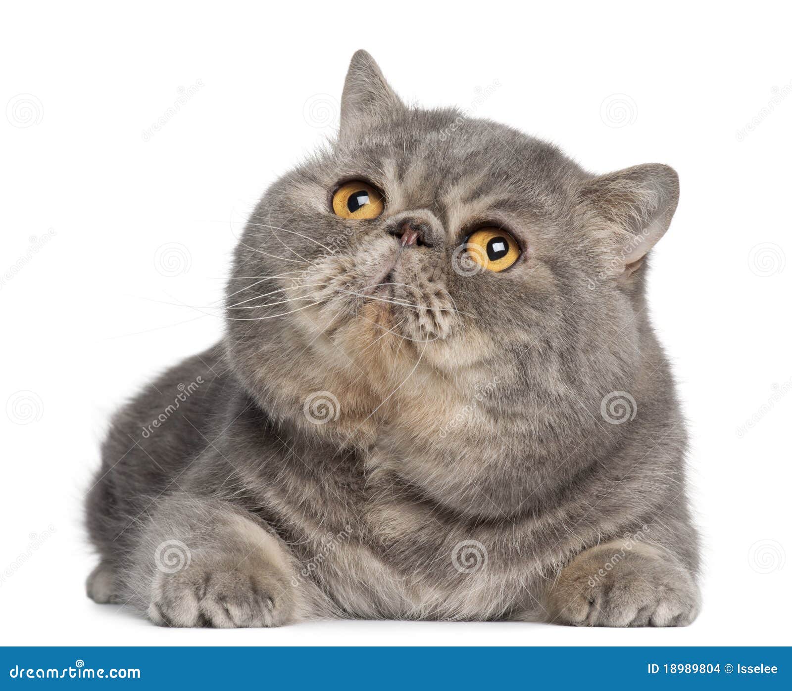2 094 Exotic Shorthair Cat Photos Free Royalty Free Stock Photos From Dreamstime