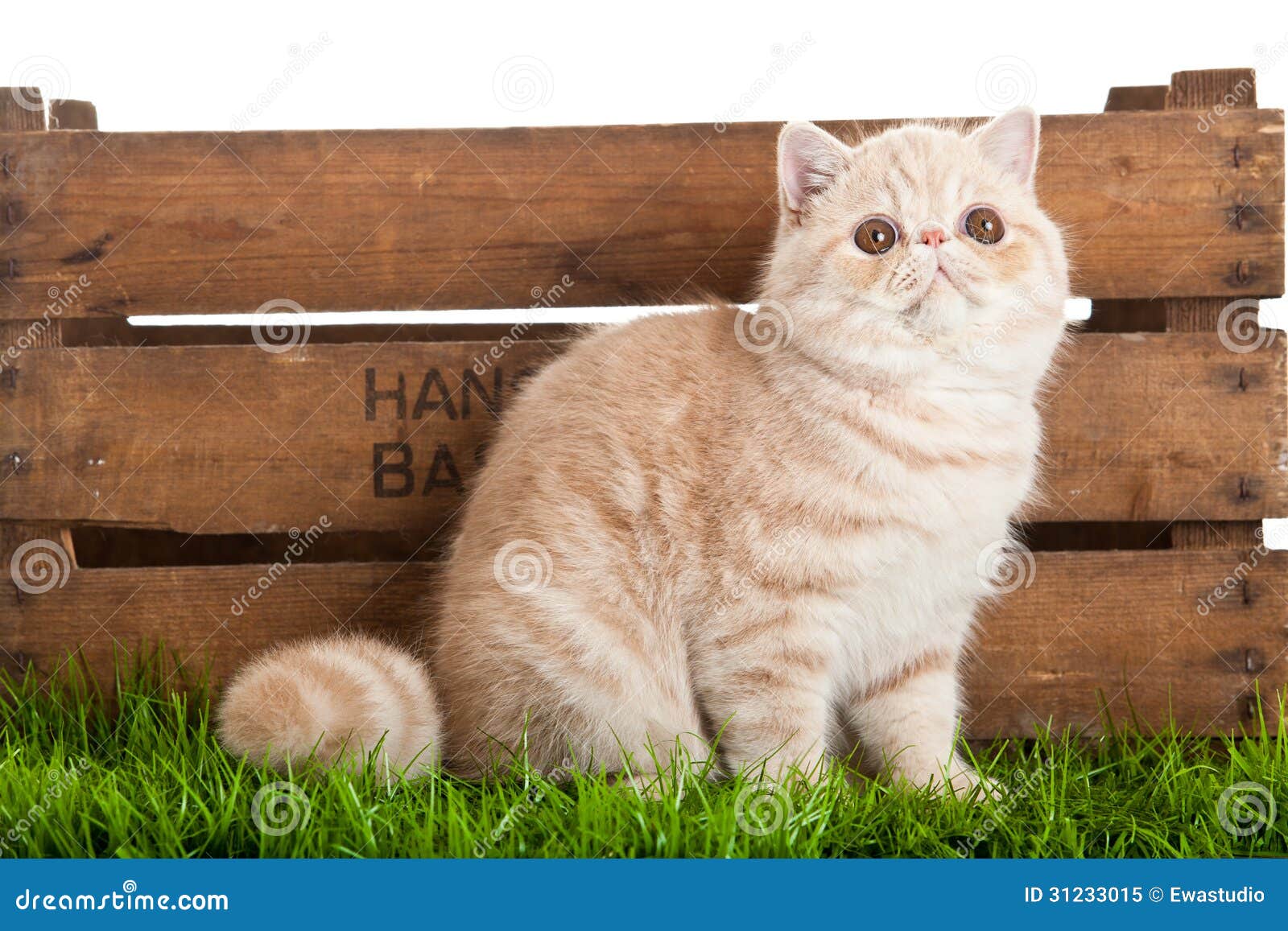 exotic shorthair cat. beautiful cat in a box.