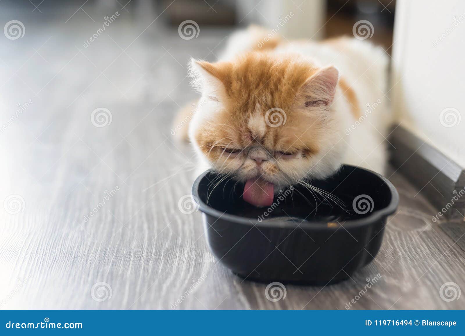 Exotic Shorthair Cat Drink Water In Room Stock Photo Image of mature