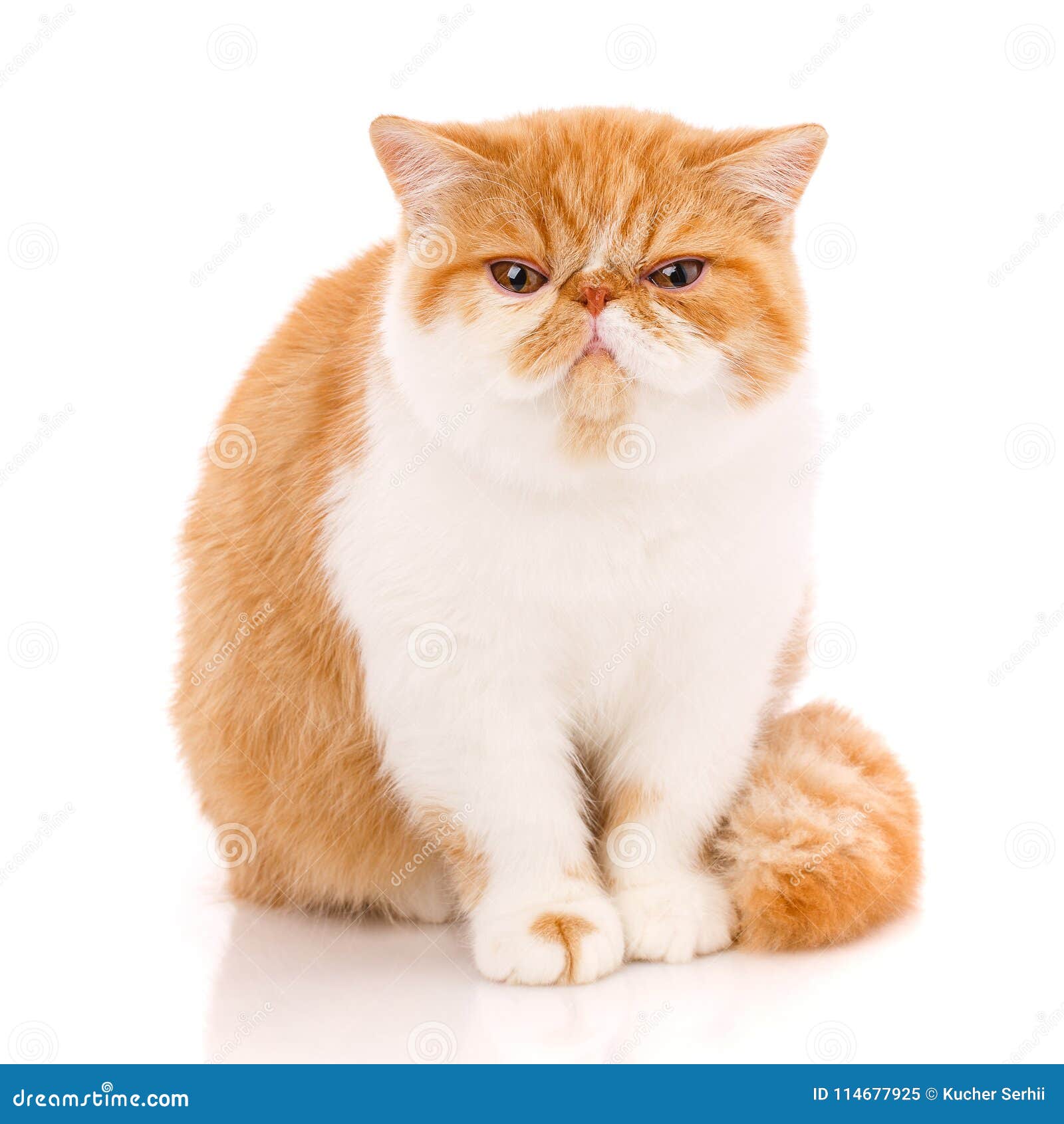 exotic shorthair cat, , sitting