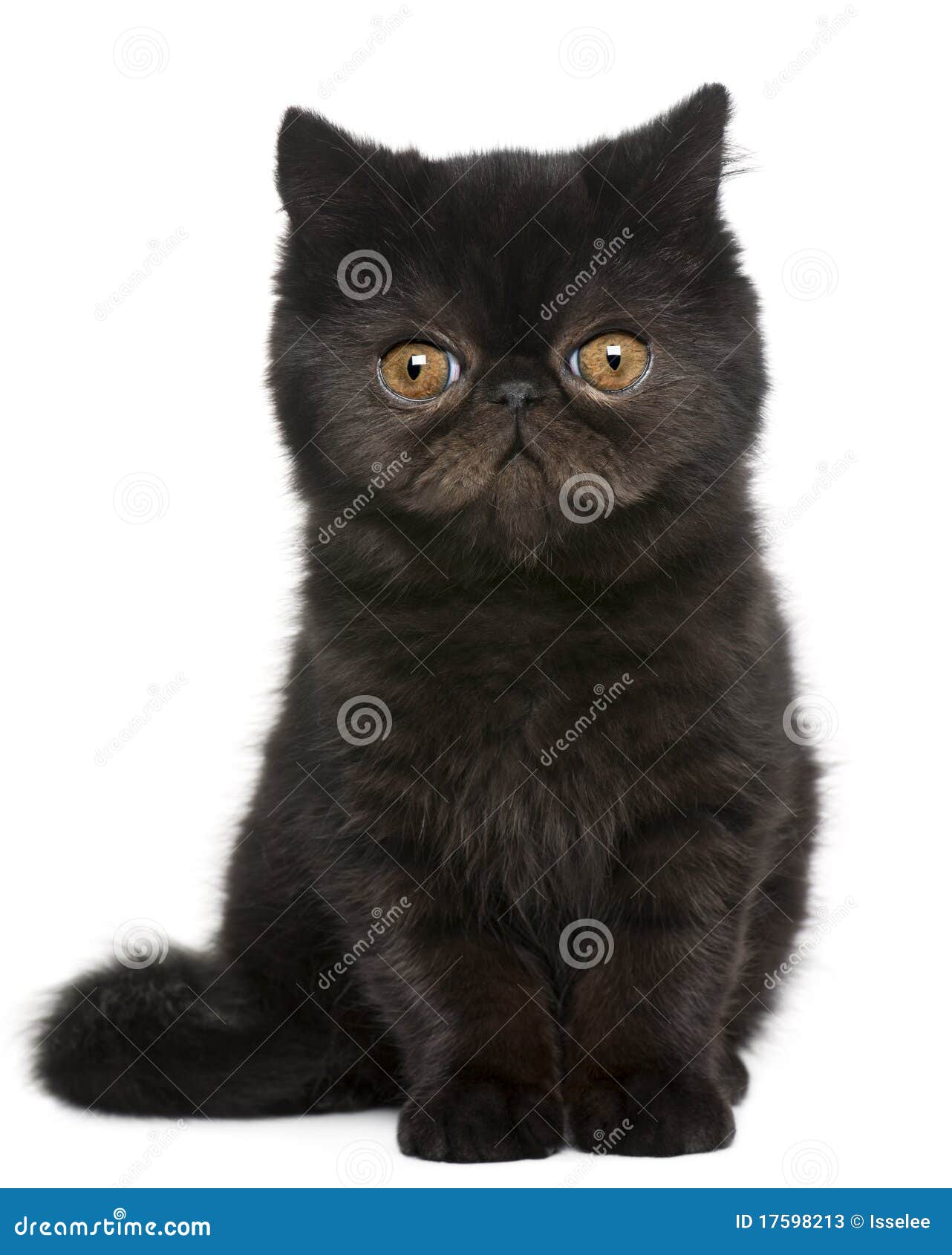 Exotic Shorthair Kitten 3 Months Old Sitting Stock Image Image Of Hair Front