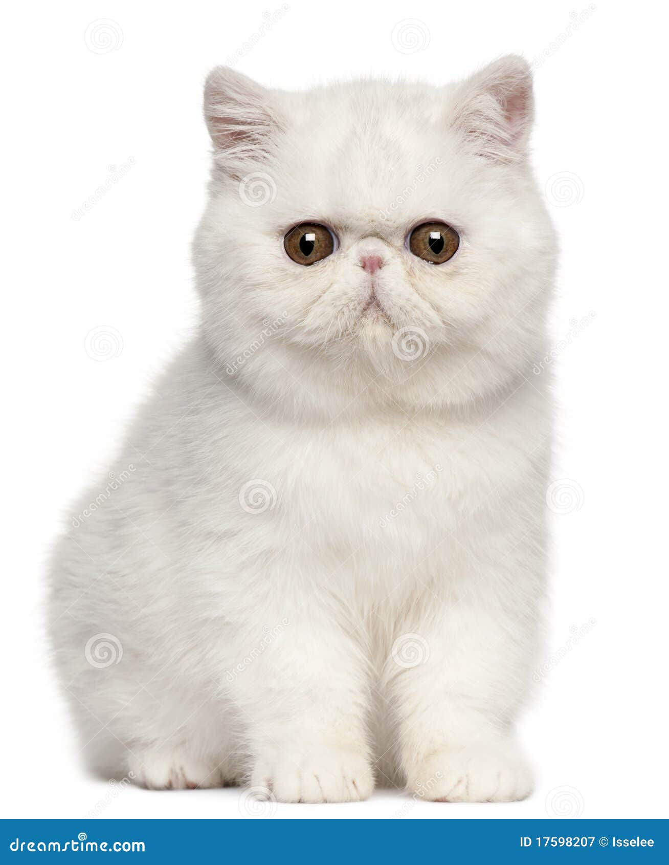 exotic shorthair kitten, 4 months old, sitting