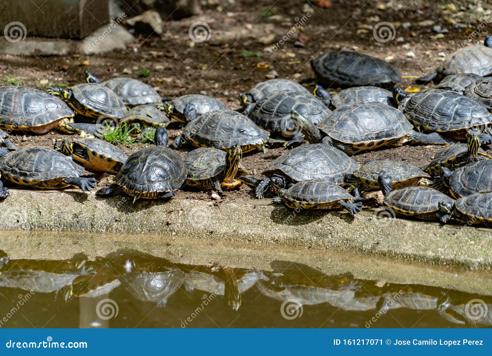 tortoises resting in its abit