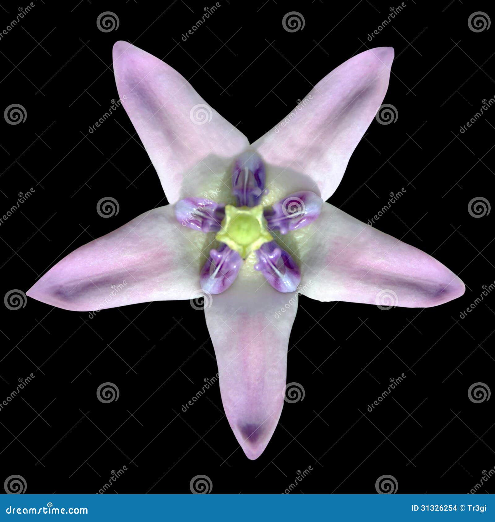 My Image 15