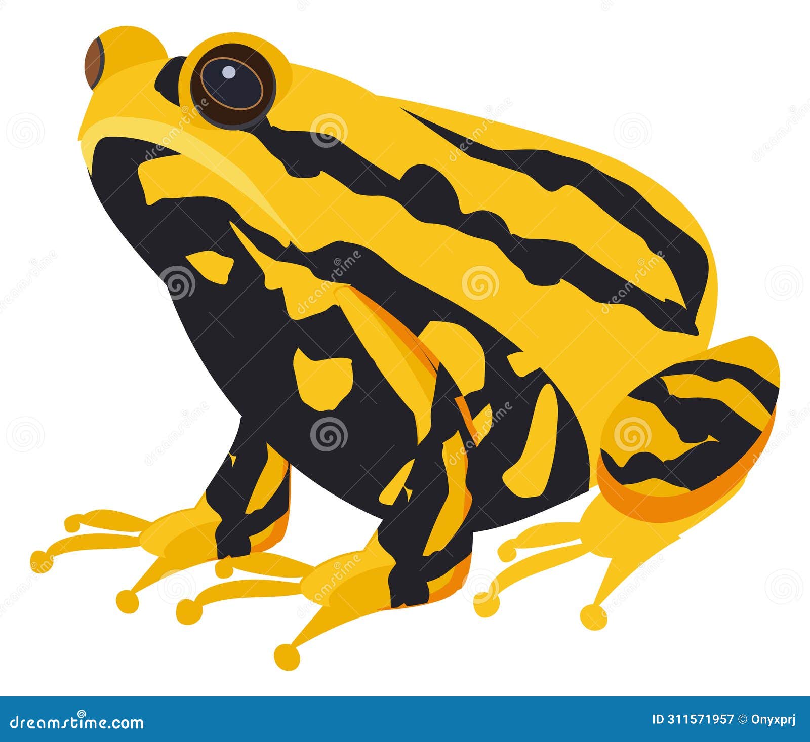 exotic toad. yellow black animal. tropical amphibia