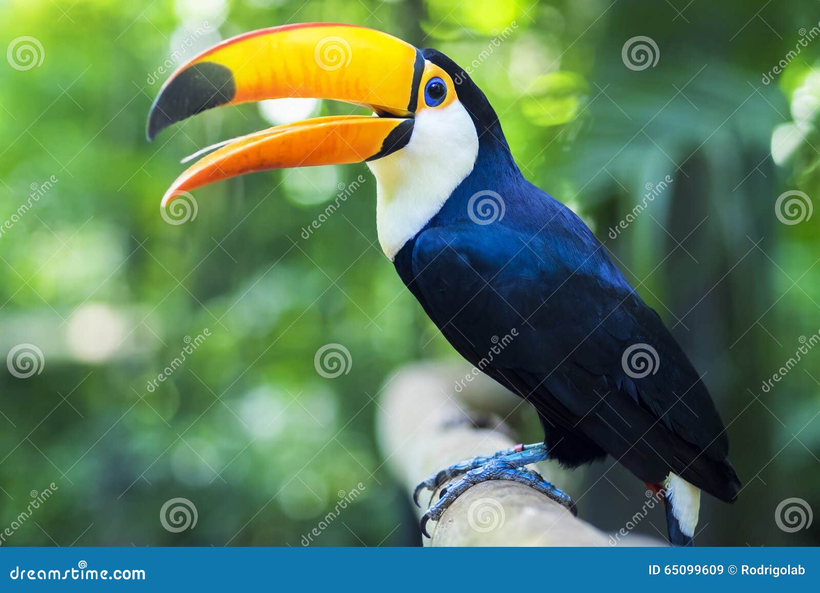 exotic toucan bird in natural setting, foz do iguacu, brazil
