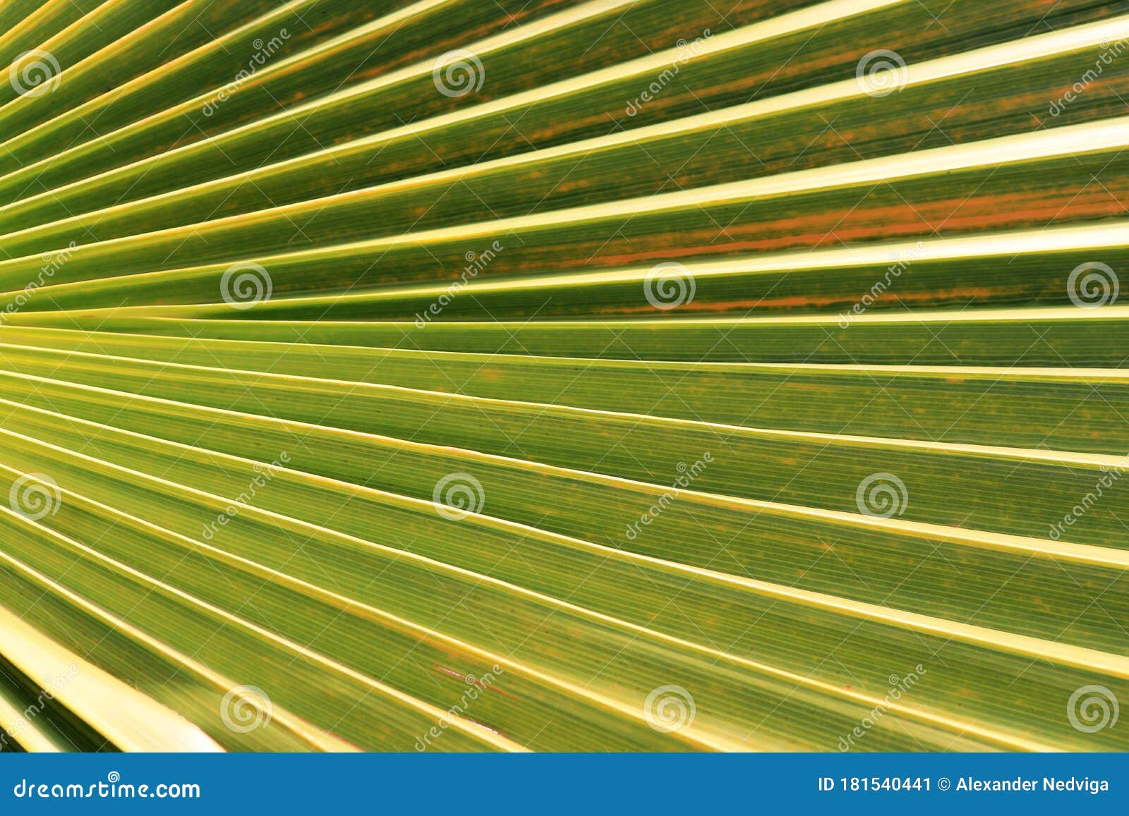 Exotic Tree Branch Background. Stock Image Image of bunch, leaf