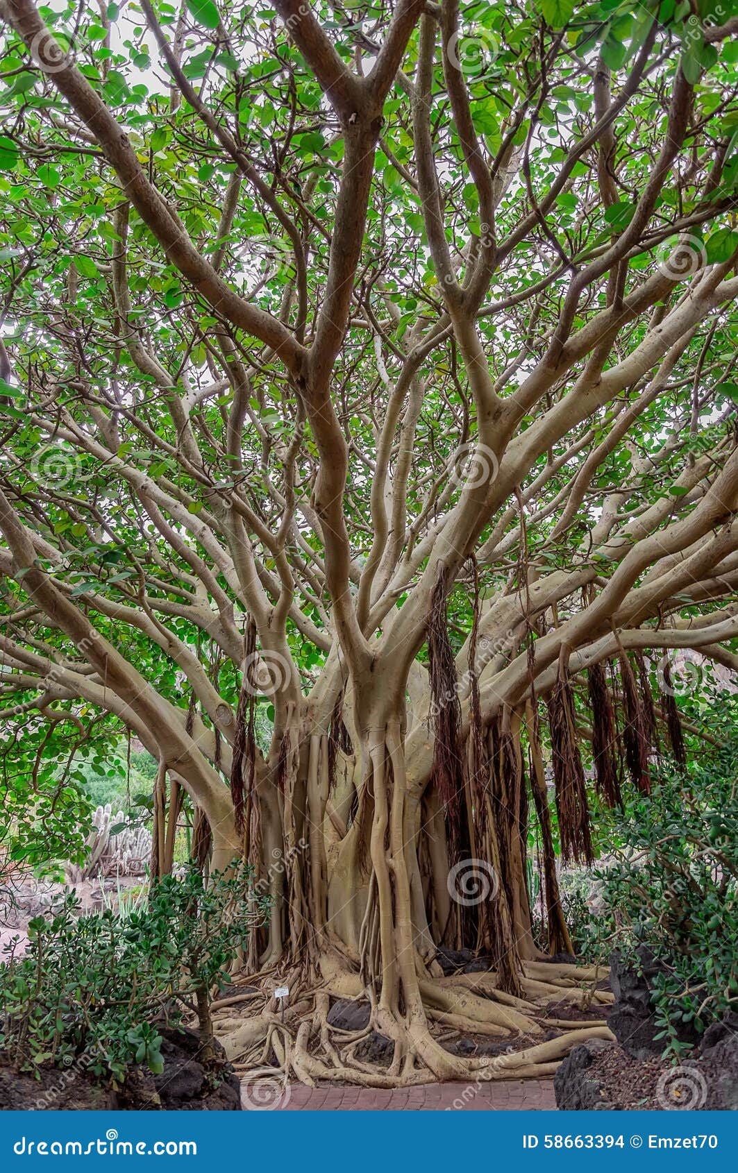 Exotic tree. stock photo. Image of growing, plantation 58663394