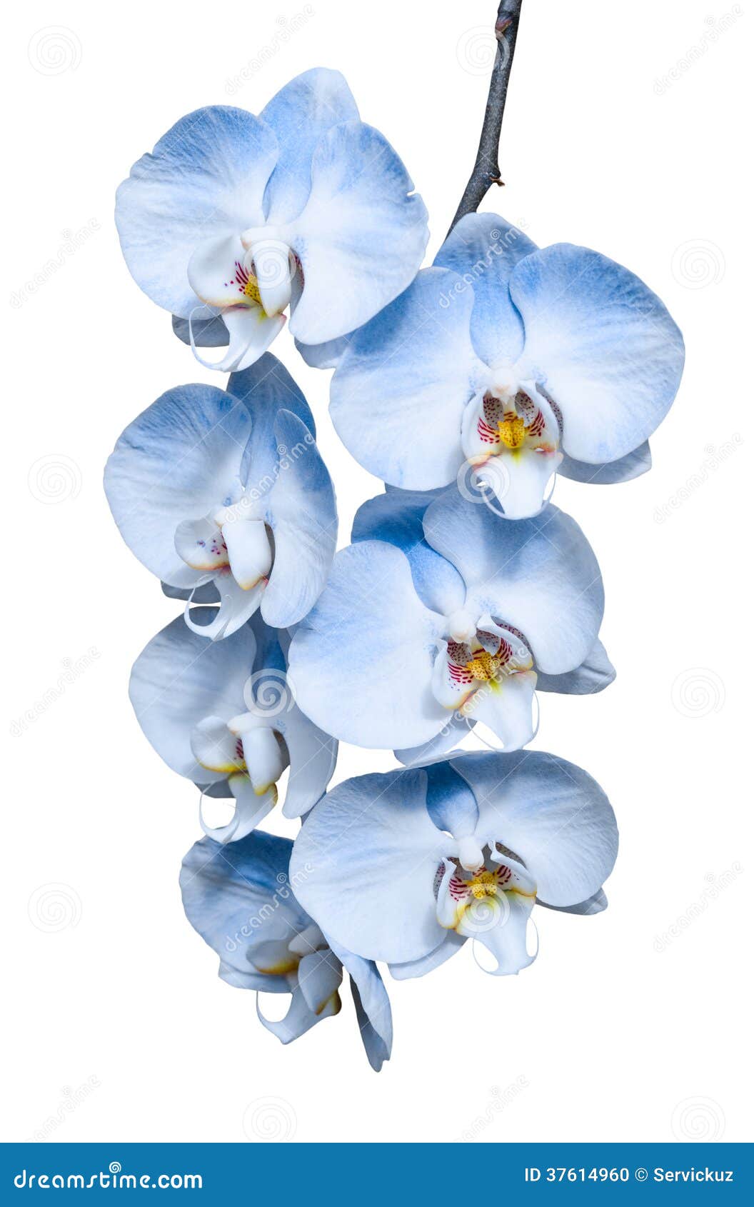 Exotic Tropical Branch Of Romantic Blue Orchids Flowers