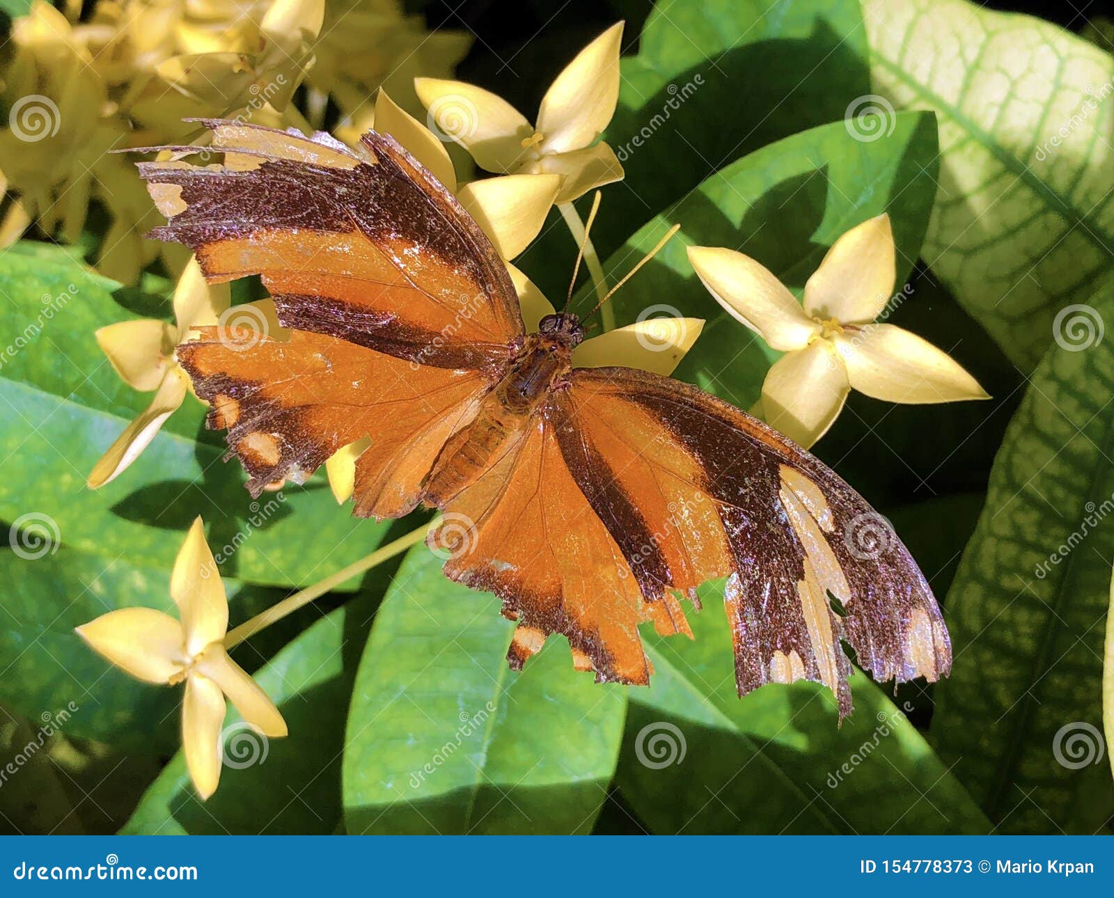Exotic and Tropical Butterflies in the Butterfly House or ...