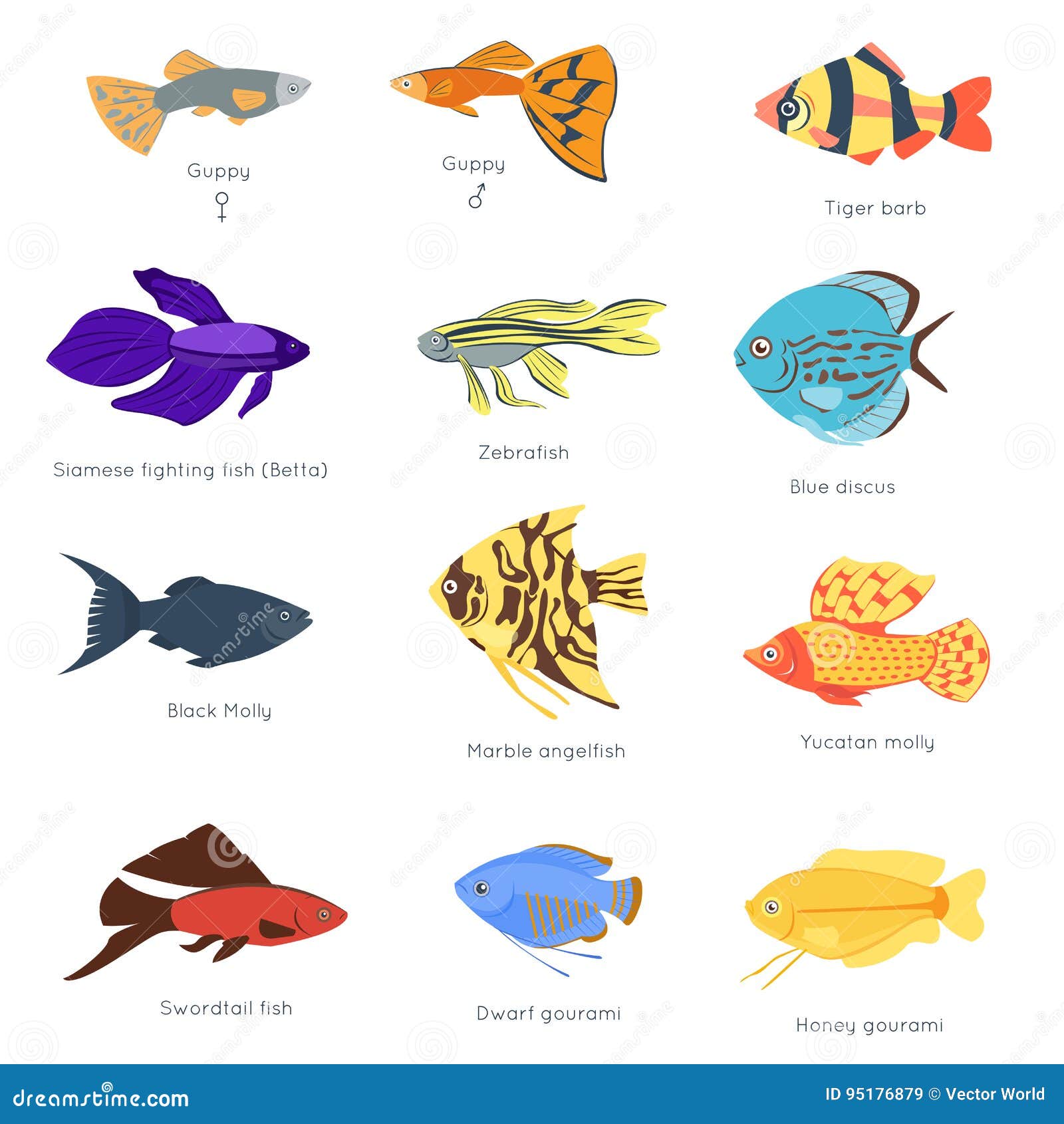 Exotic fishes. Realistic underwater life aquarium drawing colored fishes  decent vector illustration collection isolated Stock Vector Image & Art -  Alamy