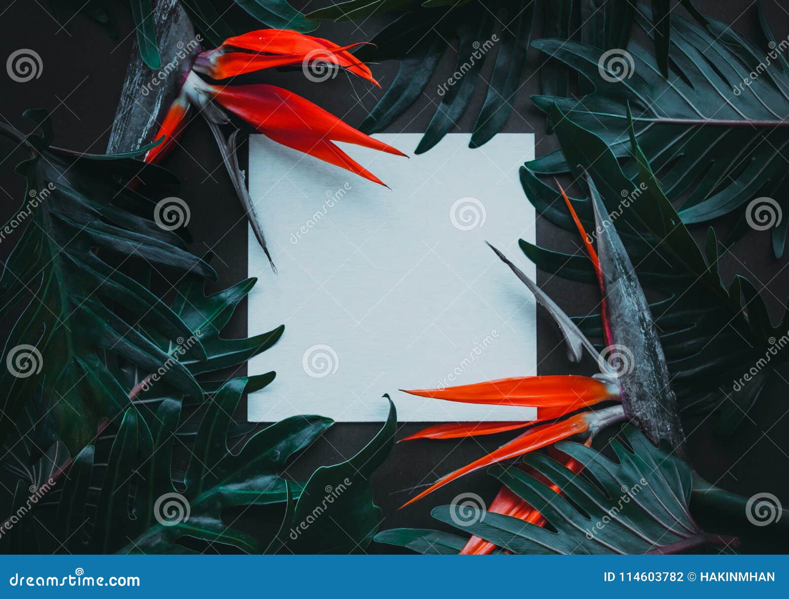 Exotic Tropical Flower Strelizia and Xanadu Leaves with White Space