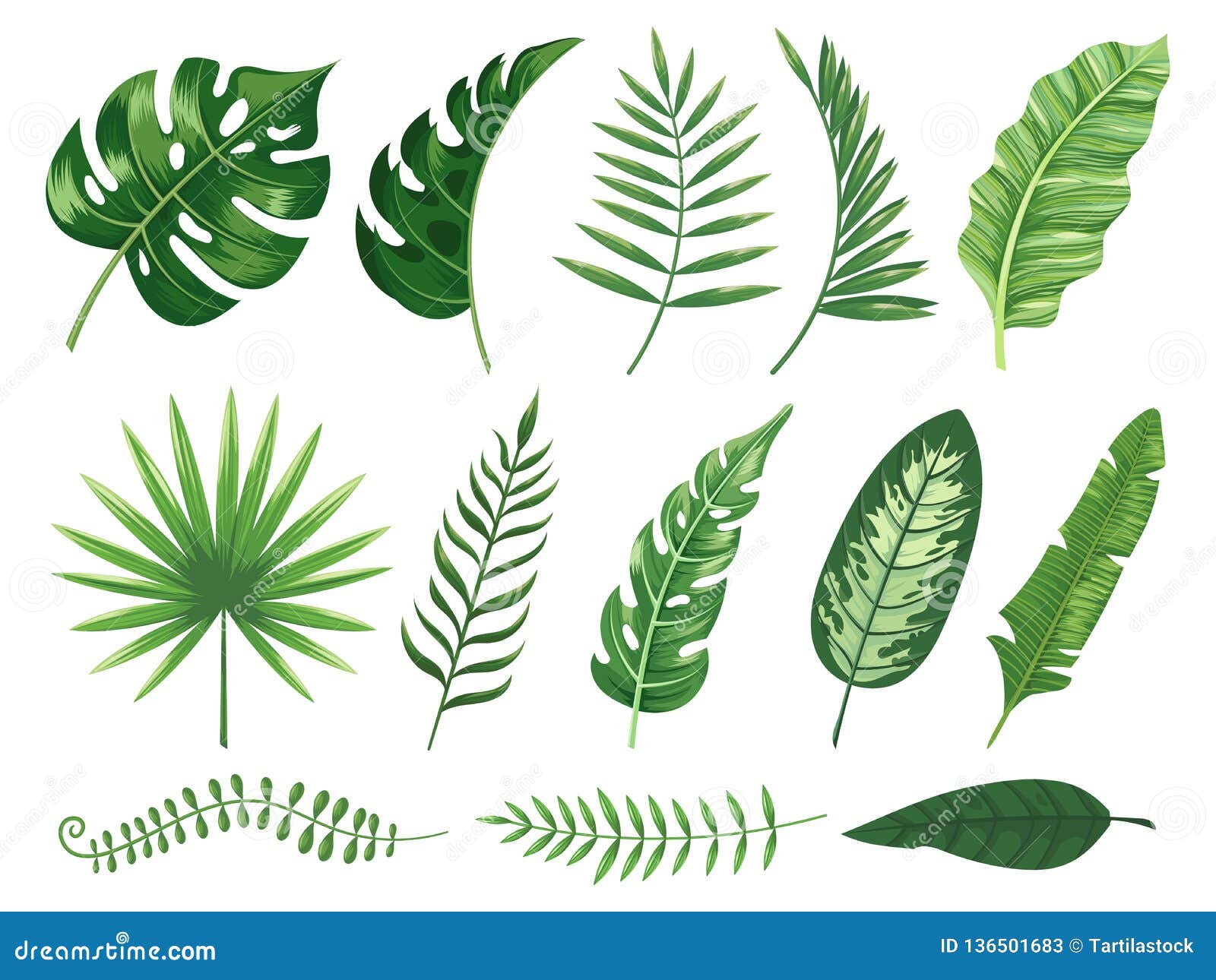 exotic tropical leaves. monstera plant leaf, banana plants and green tropics palm leaves   