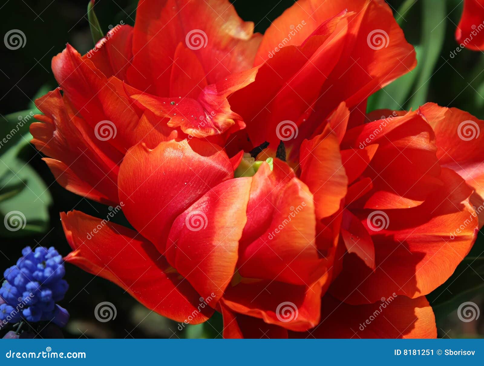 Exotic tulip flower stock image. Image of bloom, floral 8181251