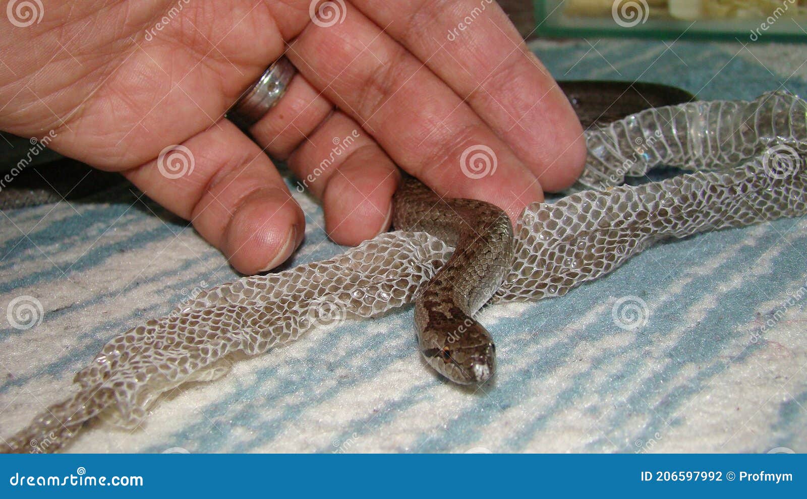 Exotic Vet Helping a Smooth Snake. it`s a Non Venomous Snake, Reptile Shedding Stock Photo - Image of patient, check: 206597992 Exotic Vet Helping a Smooth Snake. it`s a Non Venomous Snake, Reptile Shedding Stock Photo - Image of patient, check: 206597992