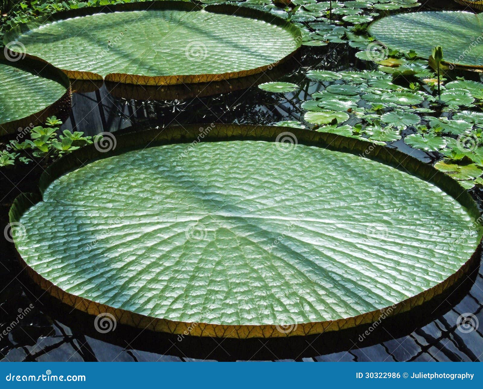 Exotic water lilies leaves stock photo. Image of float 30322986