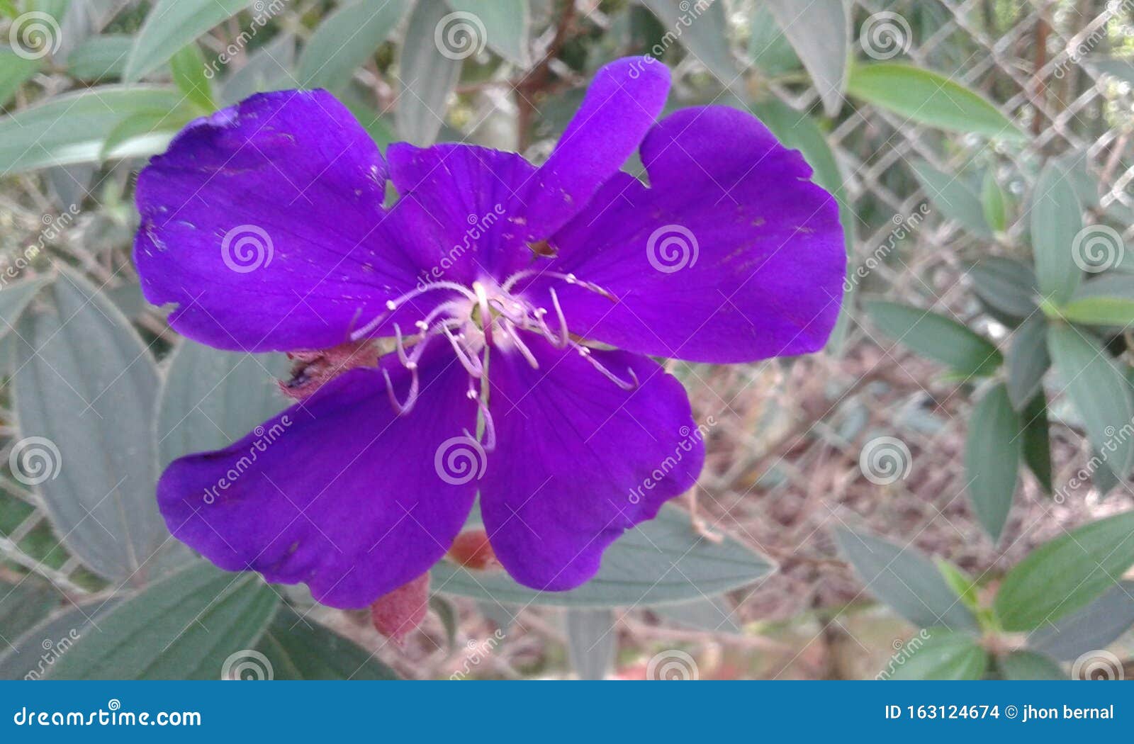 exoticas colombia