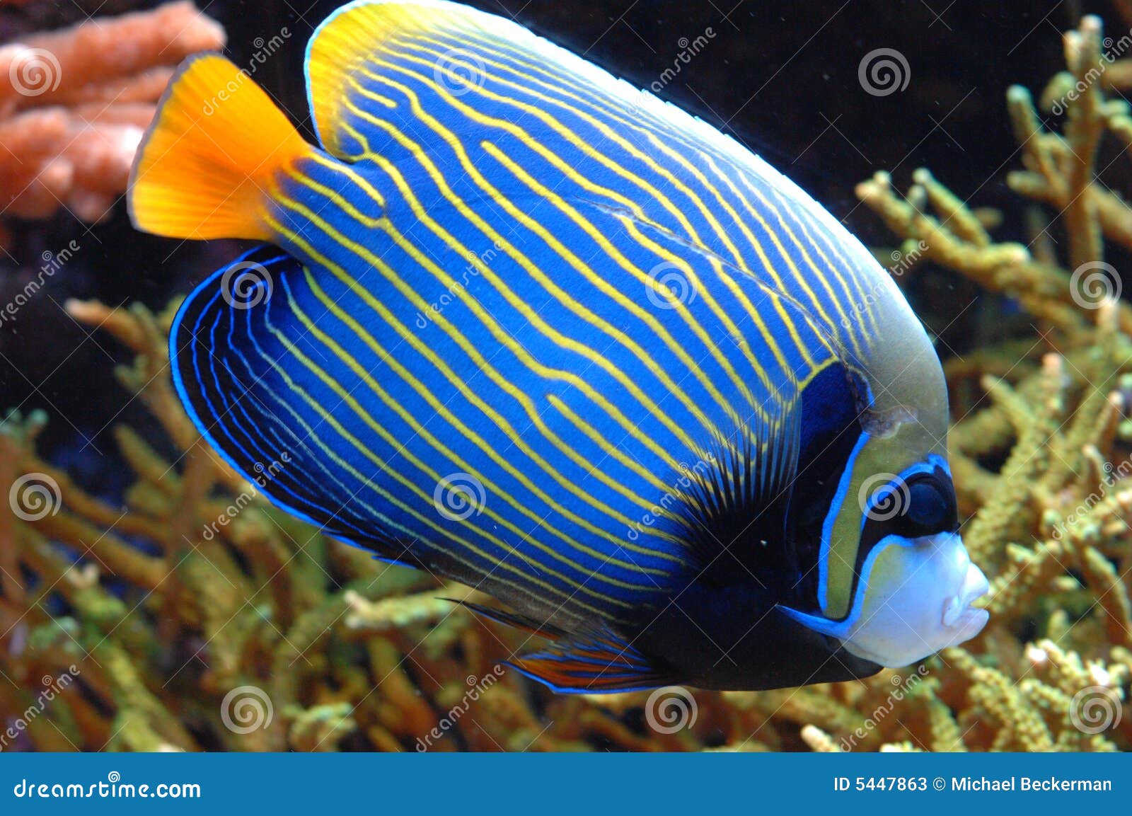 Exotische Fische Stockbild Bild Von Tauchen Konserve
