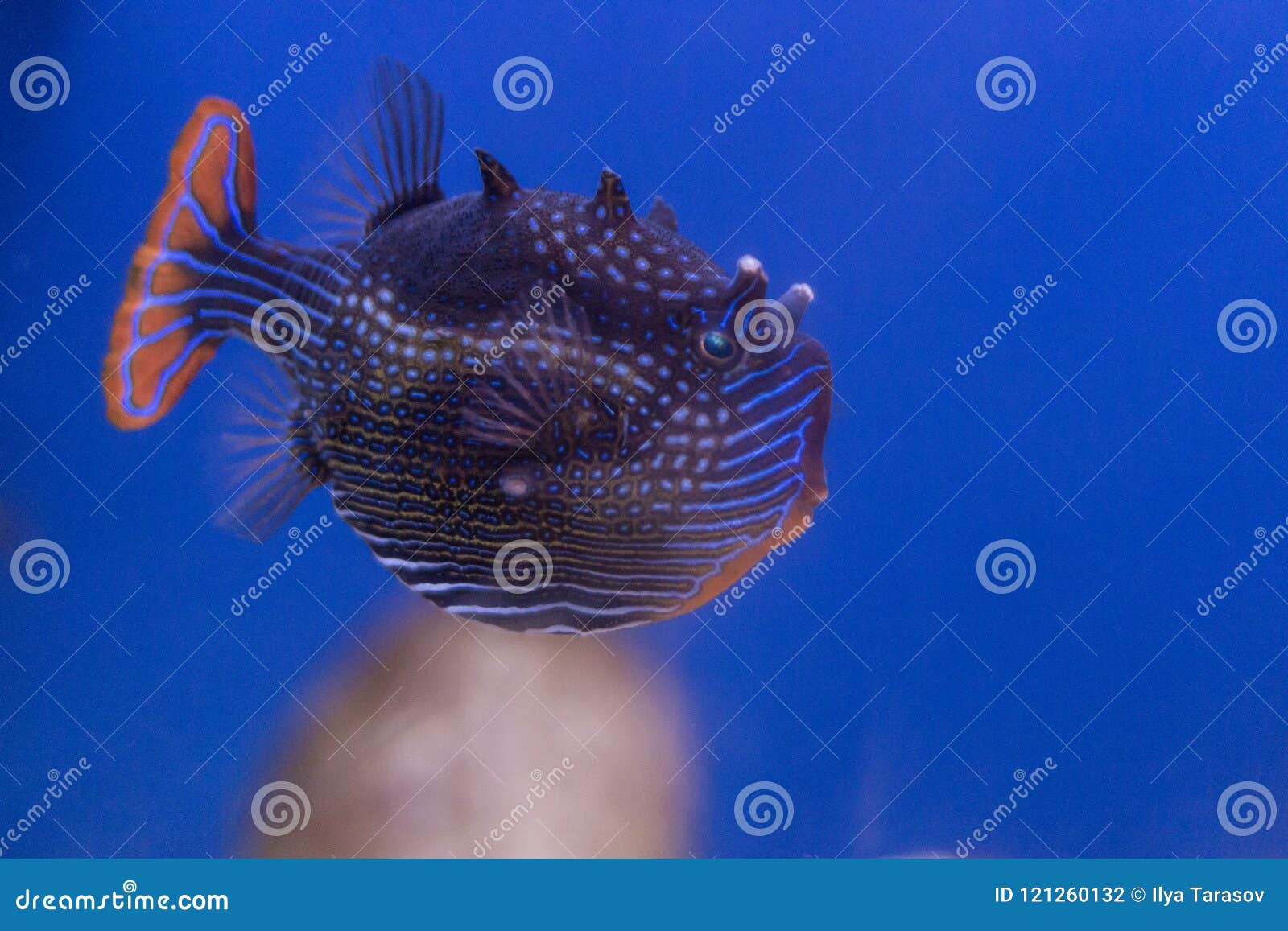 Exotische Fische Im Aquarium Stockfoto Bild Von Aquarium Fische