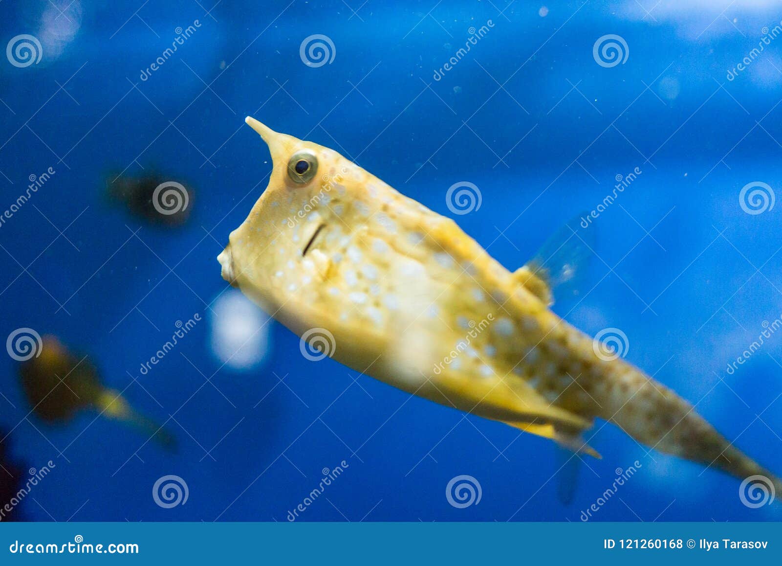 Exotische Fische Im Aquarium Stockfoto Bild Von Fische Exotische