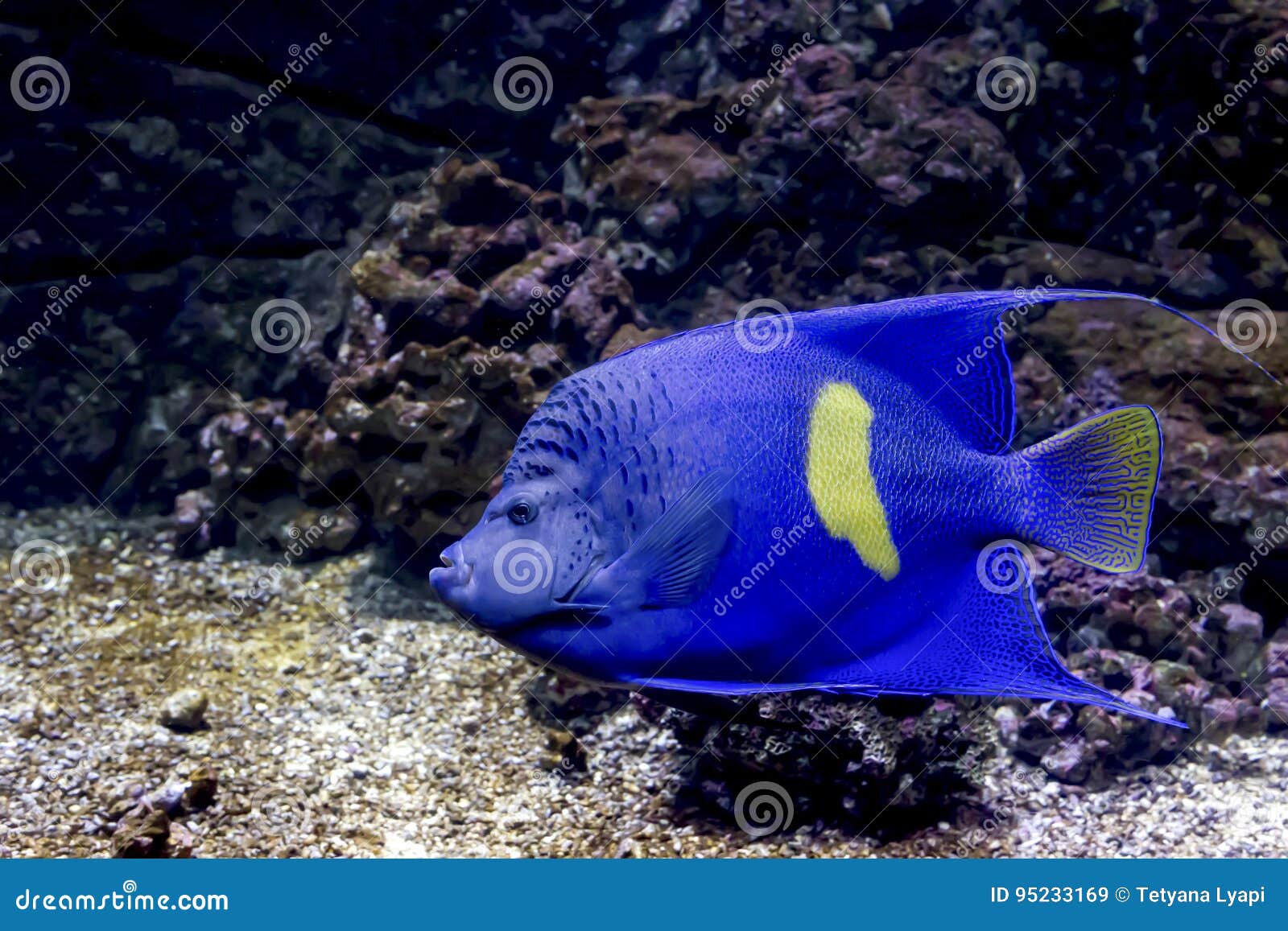 Exotische Fische Im Aquarium Stockbild Bild Von Fische Aquarium