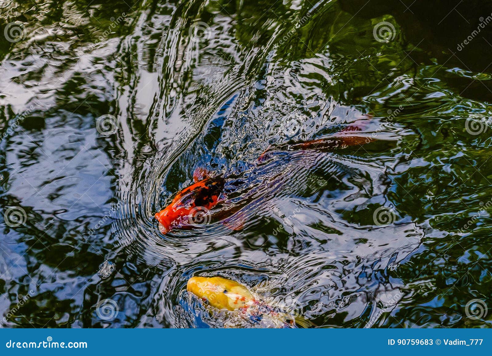 Exotische Koi Fische Im Teich Stockbild Bild von fischerei, nahrung