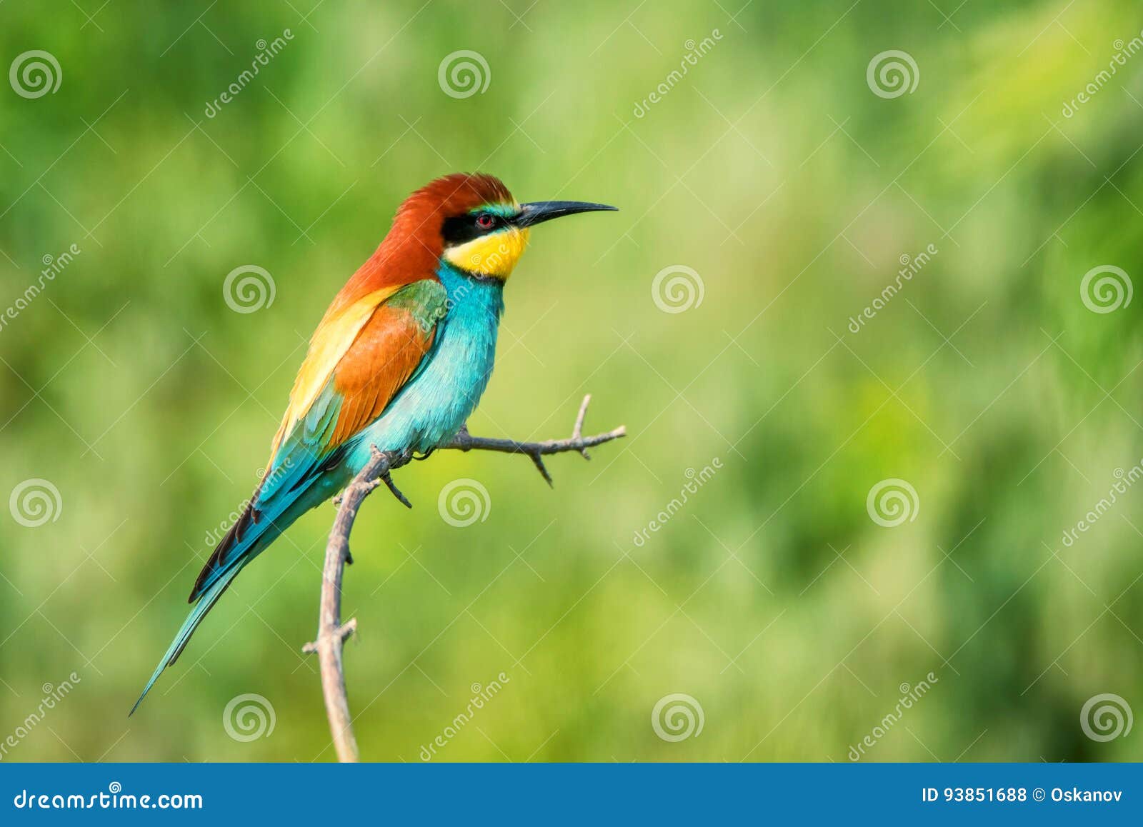 Exotischer Bunter Tropischer Vogel Stockfoto Bild Von Bunter Exotischer