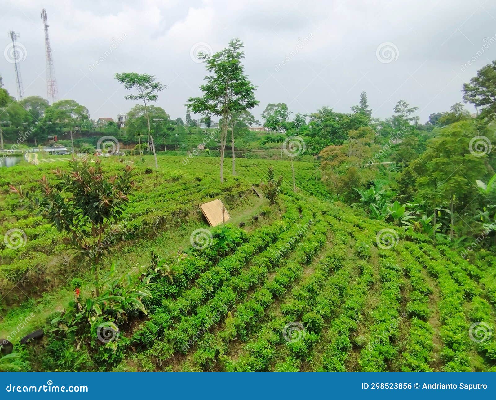 Expanse of Green Tea Plantations in Kemuning Village, Central Java, Indonesia Stock Photo
