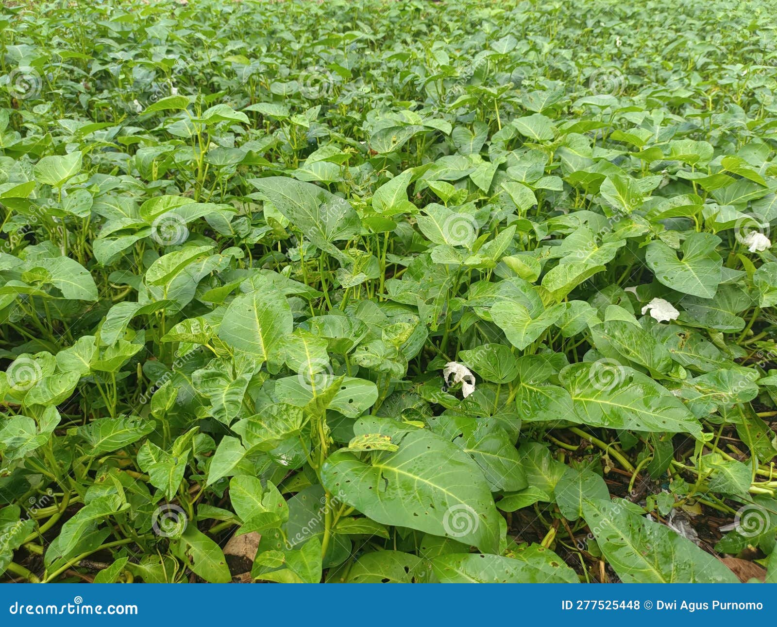 Expanse of Kale Cultivation that Thrives Stock Photo Image of