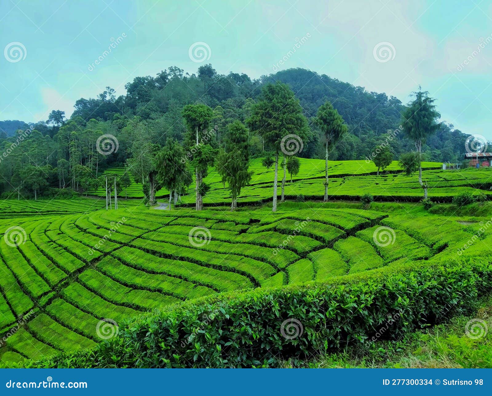 Expanse of Tea Gardens and Trees in the Mountains Stock Photo Image
