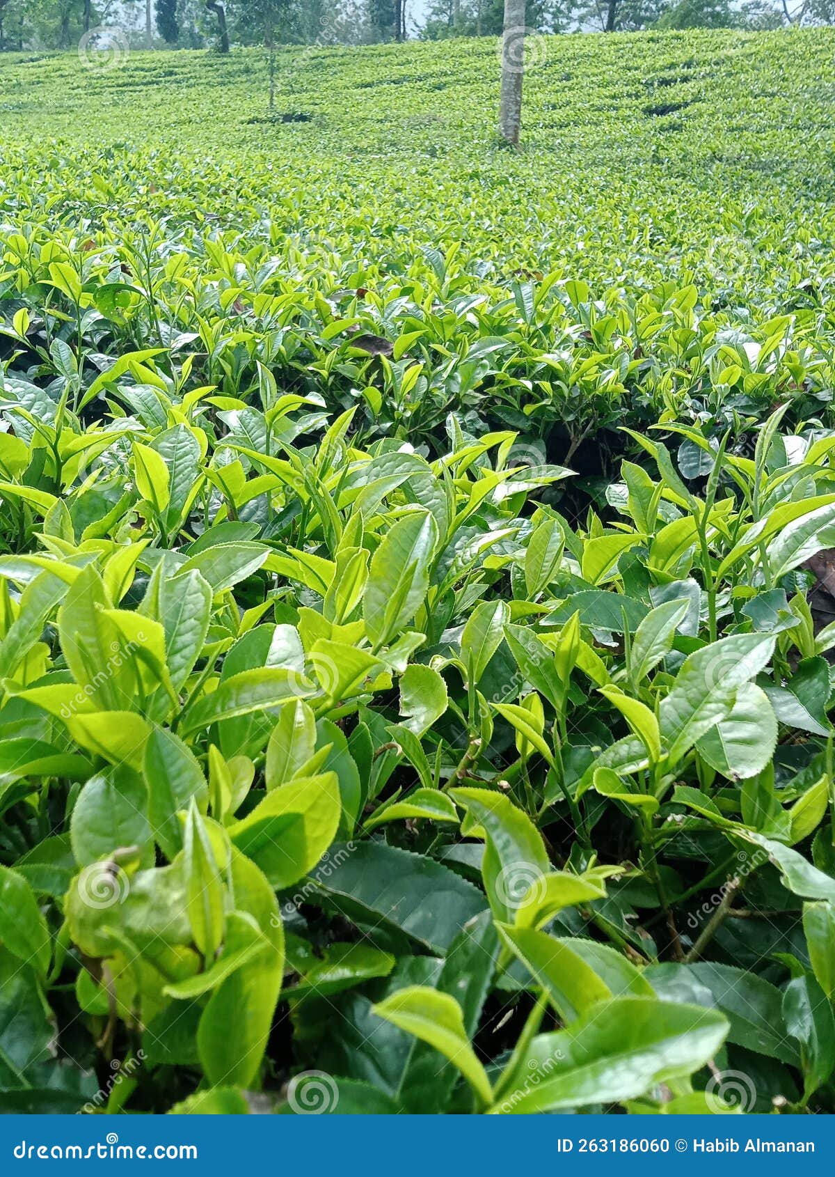 Expanse of Tea Plantations Owned by the People at the Top of Dieng