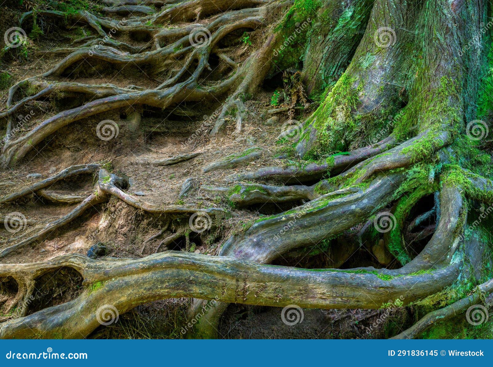 Expansive Tree Roots Reaching Deep into the Earth and Moss Coating the