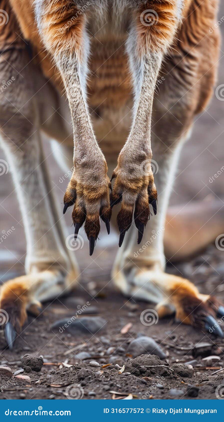 a close-up portrait of a kangaroo's powerful hind legs and feet