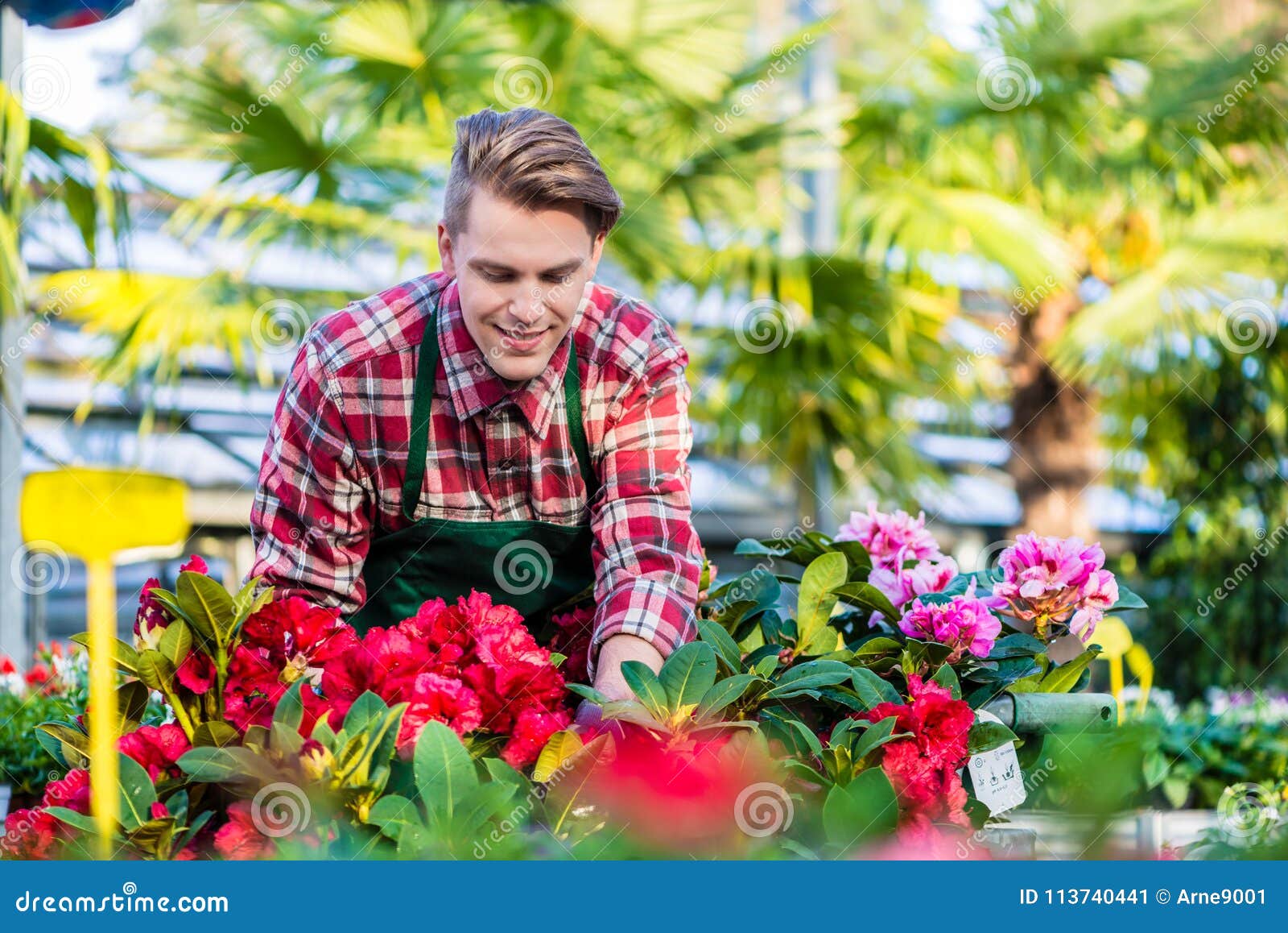 experienced and dedicated handsome young florist grooming red houseplants