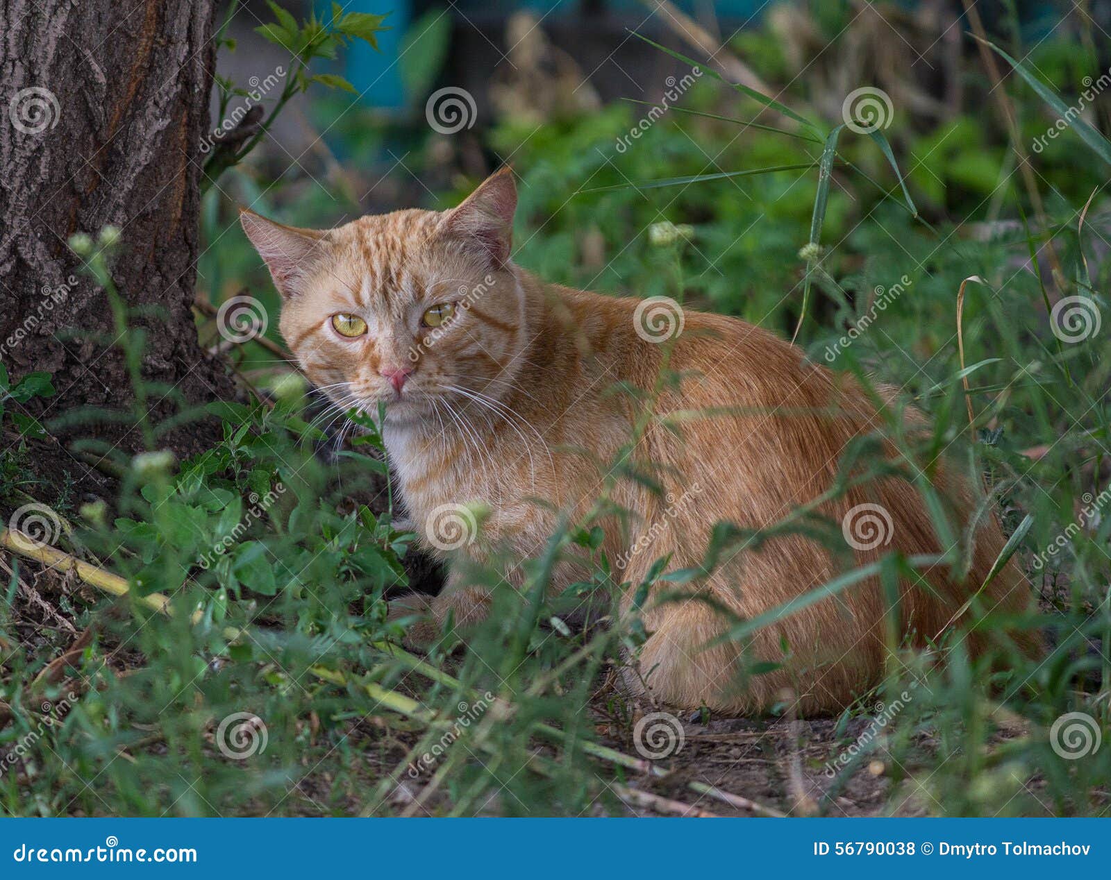 Homeless Ginger Cat Standing On Ground And Looking At Camera In Front
