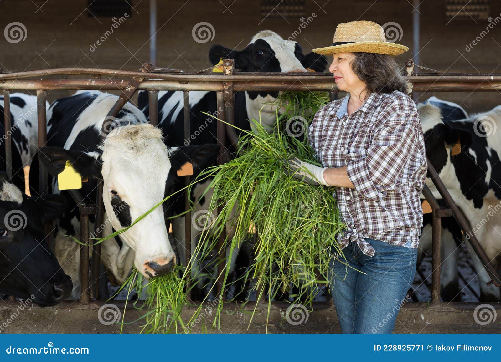 Woman Farmer Feeding Cows with Fresh Grass in Cowshed Stock Image - Image  of domestic, animal: 228925771