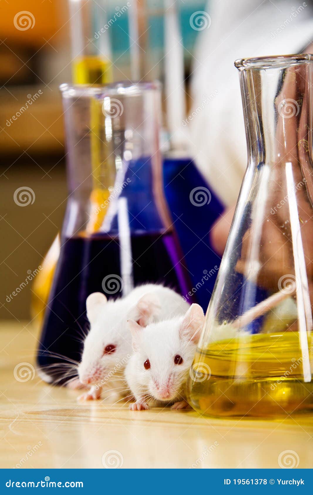 Experiment stock photo. Image of paws, biotech, hair 19561378