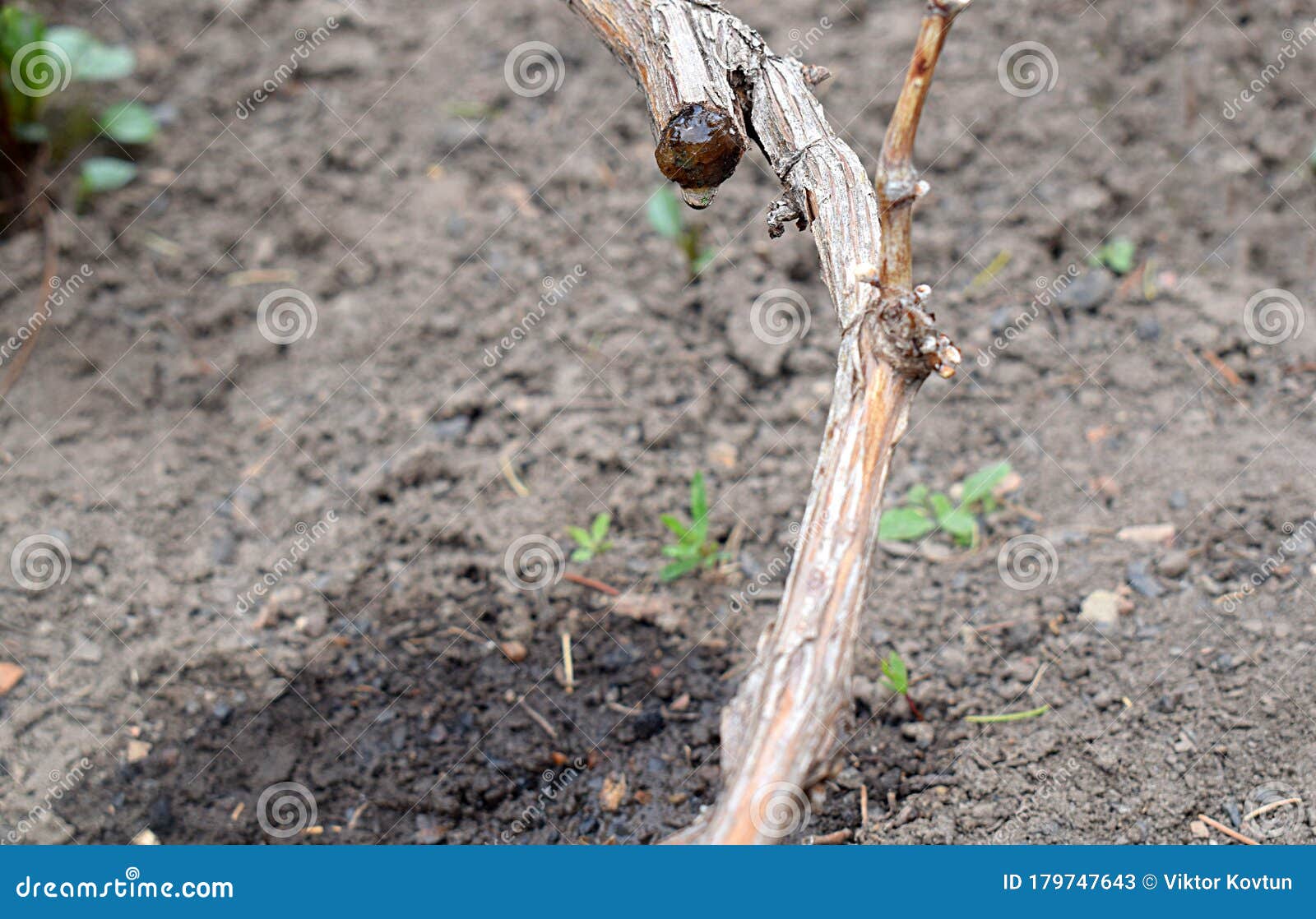 Expiration of Juice from a Vine in Spring Stock Image Image of