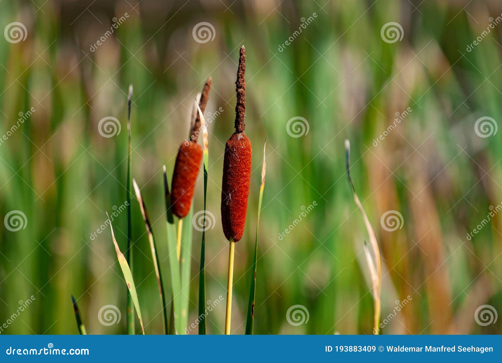 selective focus on seeds of southern cattail. typha domingensis against blurred background.