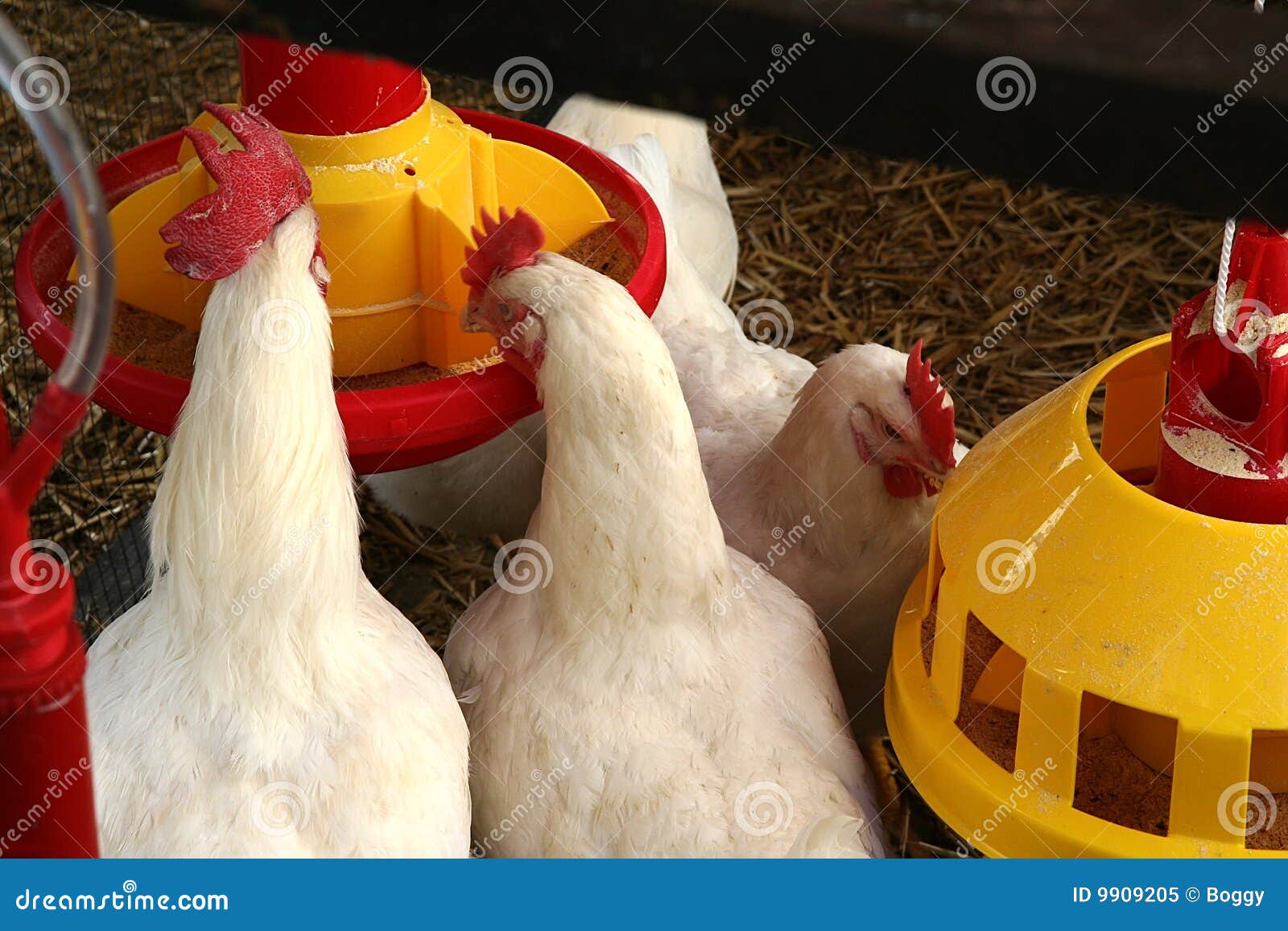 Detalhe da exploração agrícola de galinha