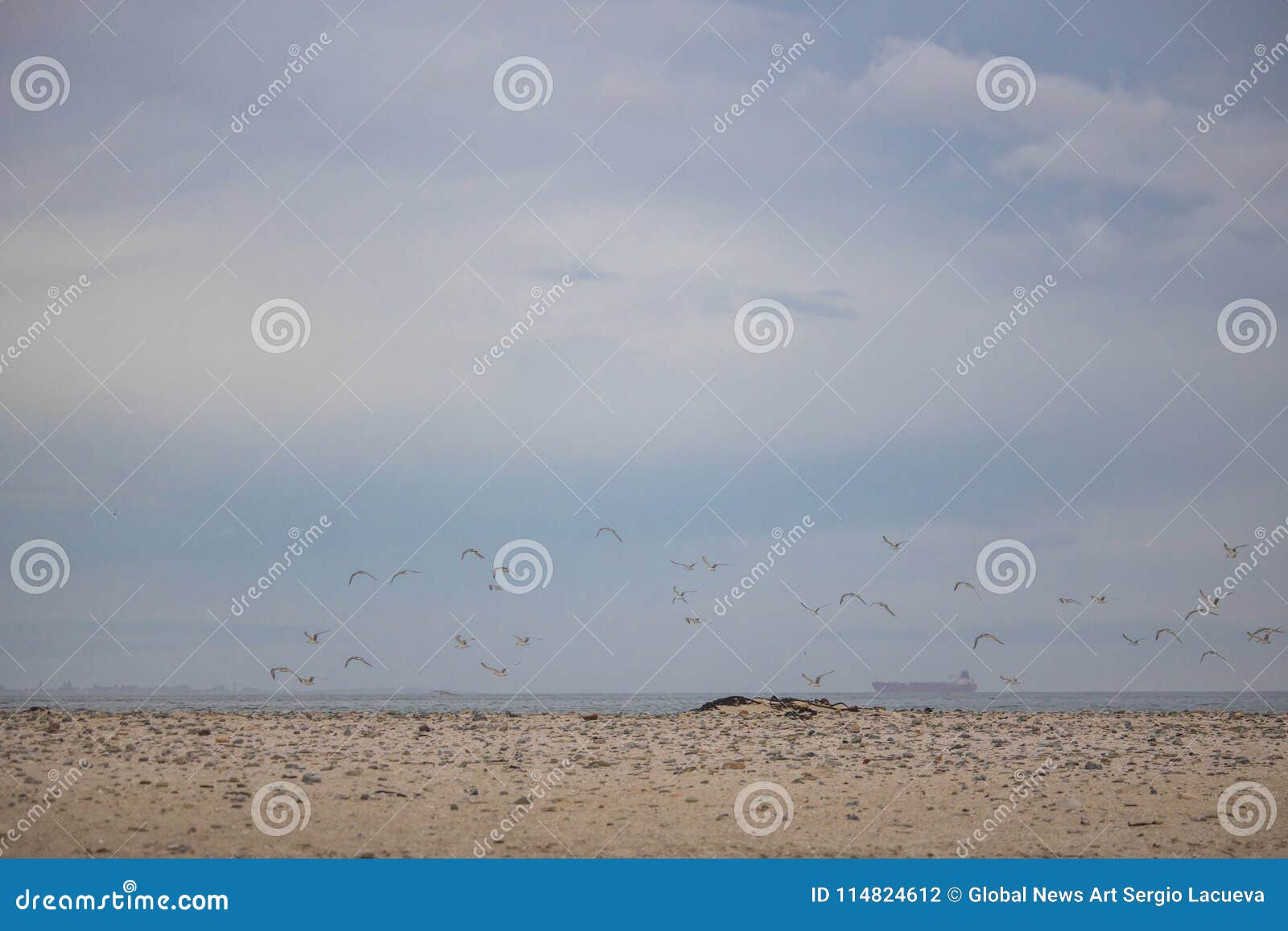 Flock on Birds in Mid Flight on Paarden Eiland Beach at Sunrise. Stock Photo Image of sunrise