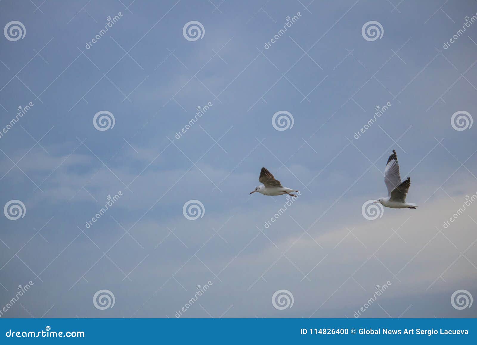 Seagulls in Mid Flight by the Waterside on Paarden Eiland Beach at
