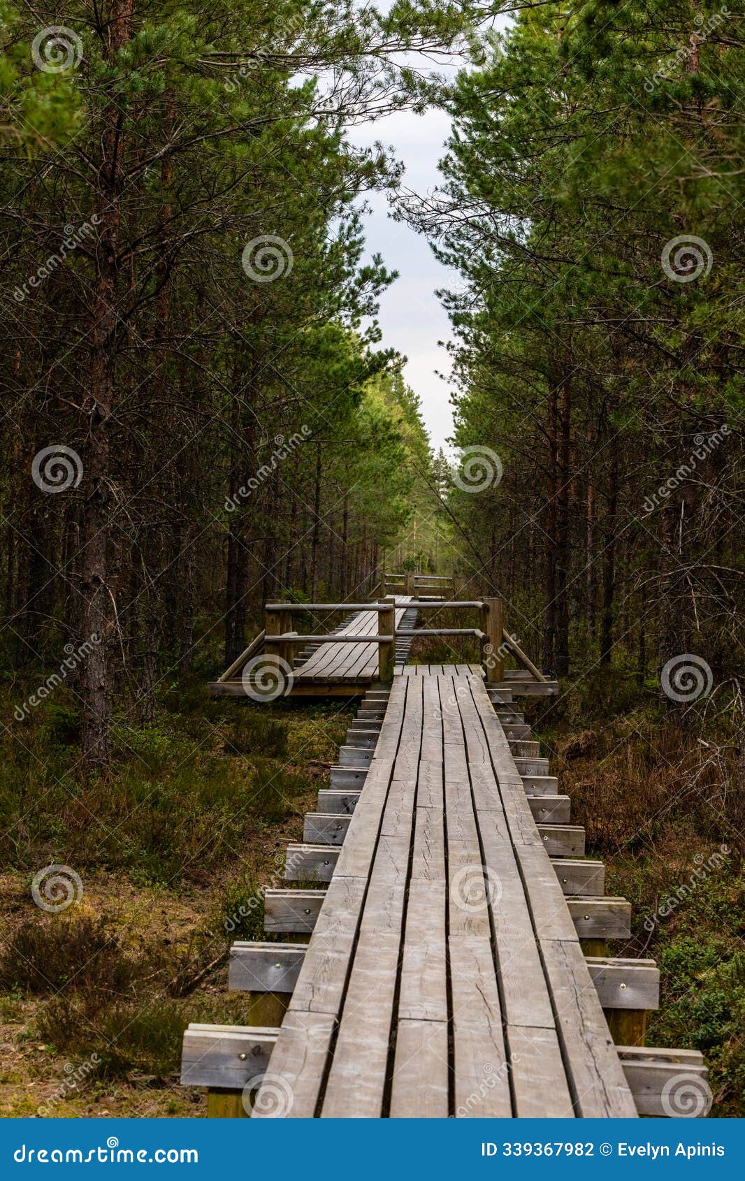 exploring the quiet swamp trail.
