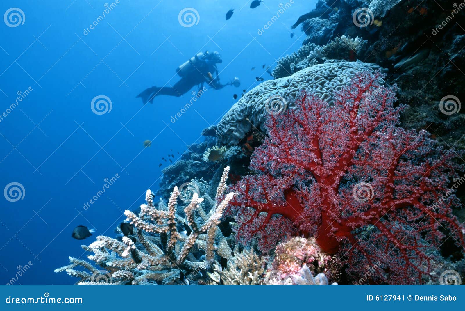 Exploring Togian Island Reef Stock Image - Image of ocean, reef: 6127941