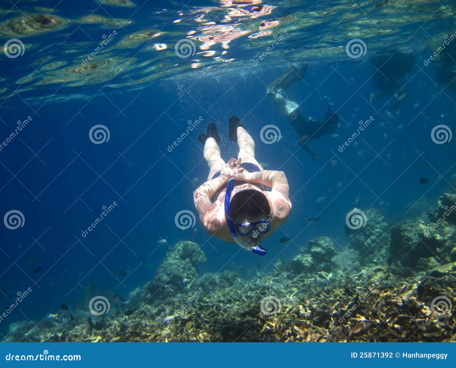 Exploring underwater stock photo. Image of diving, animal - 25871392