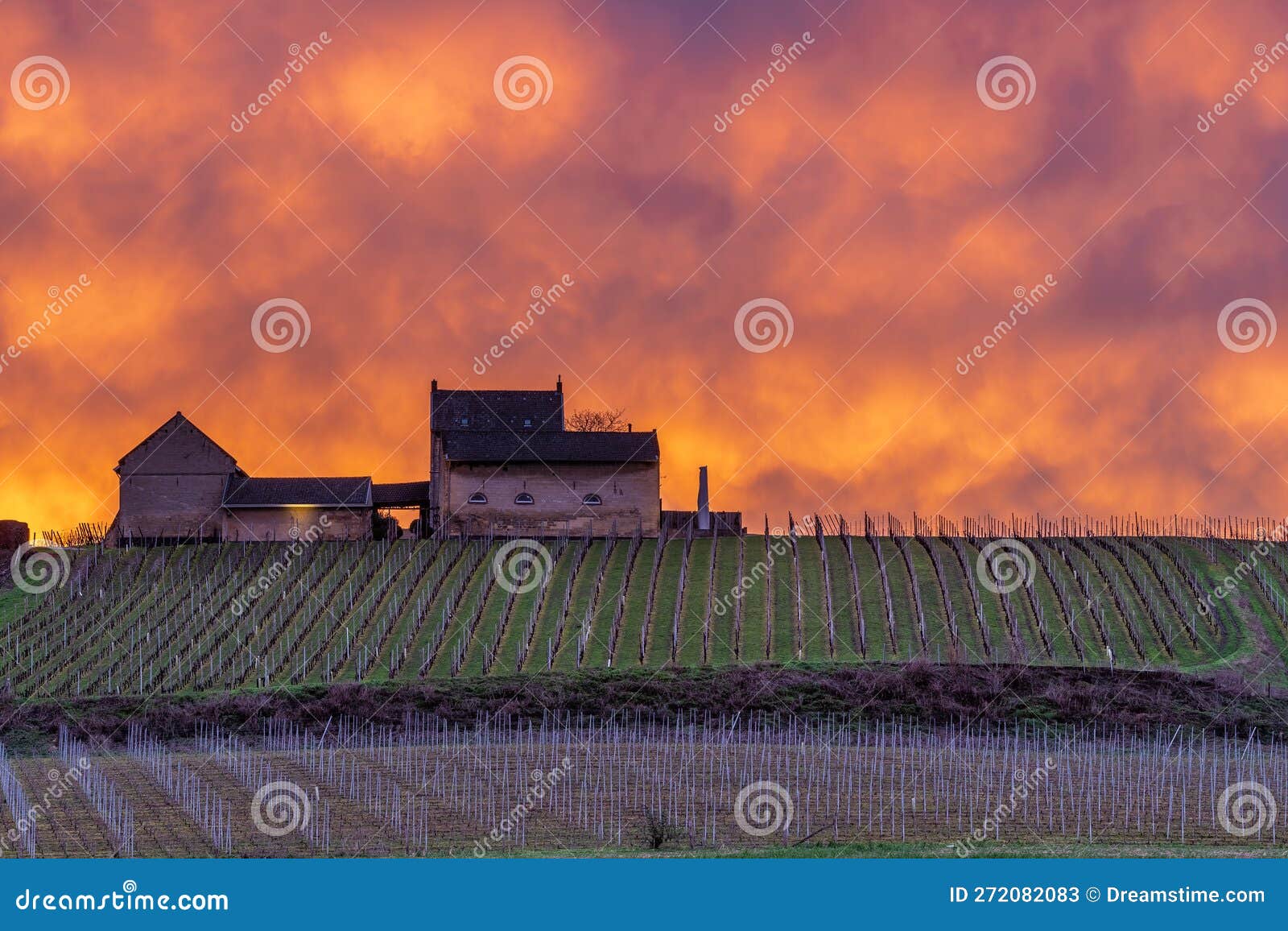 explosion of colours during sunset over the jeker valley in maastricht and the apostelhoeve vineyards during spring