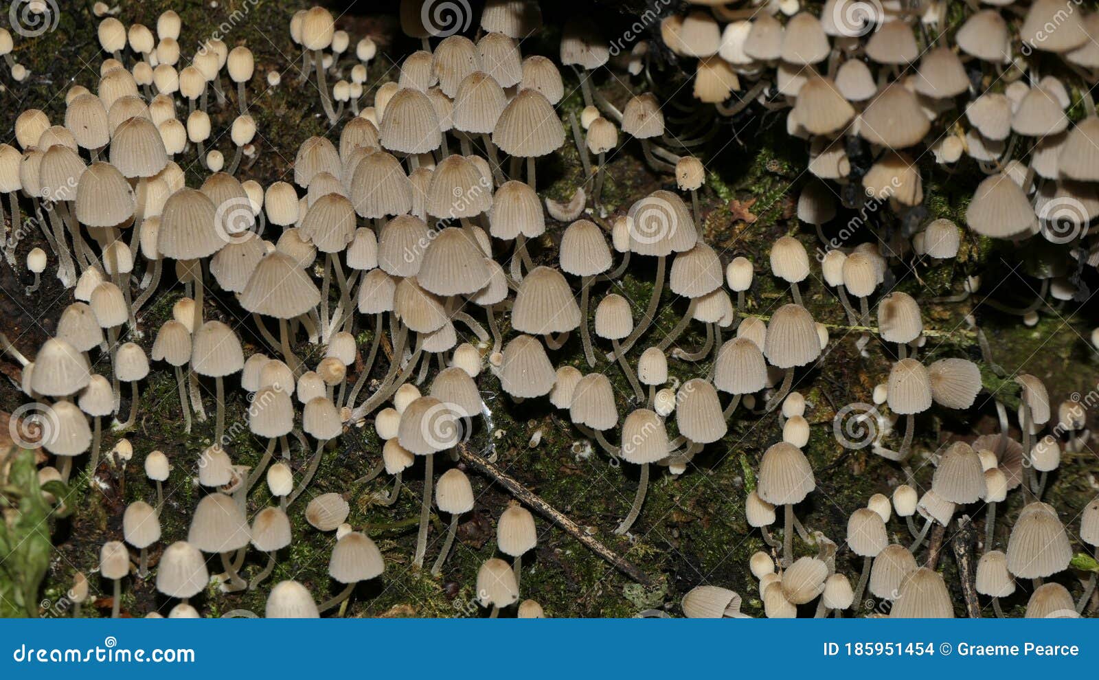 explosion of fairy inkcaps on a rotting trunk.