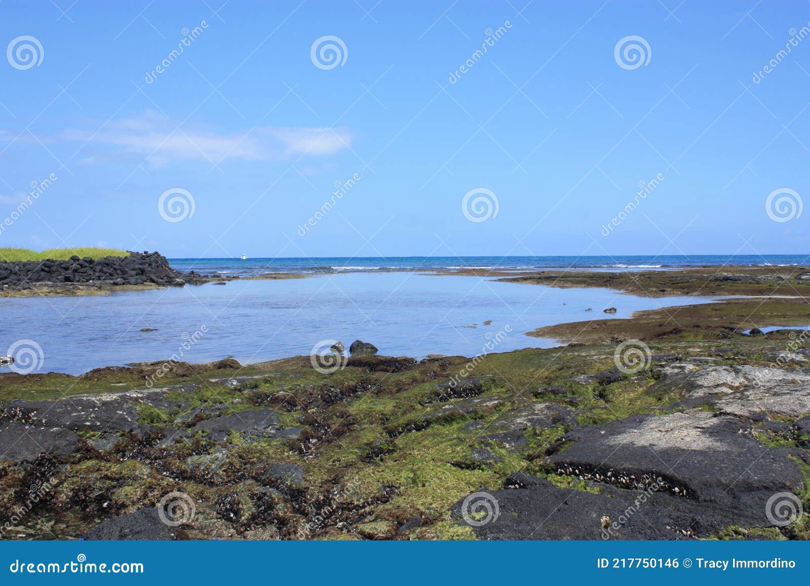 exposed algae covered volcanic rock at low tide at kaloko-honokohau national historical park in hawaii